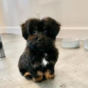 Meet your Posher, Allison noel